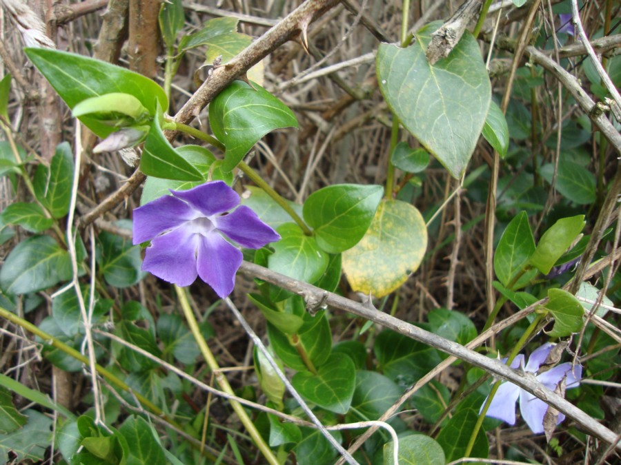 Vinca major